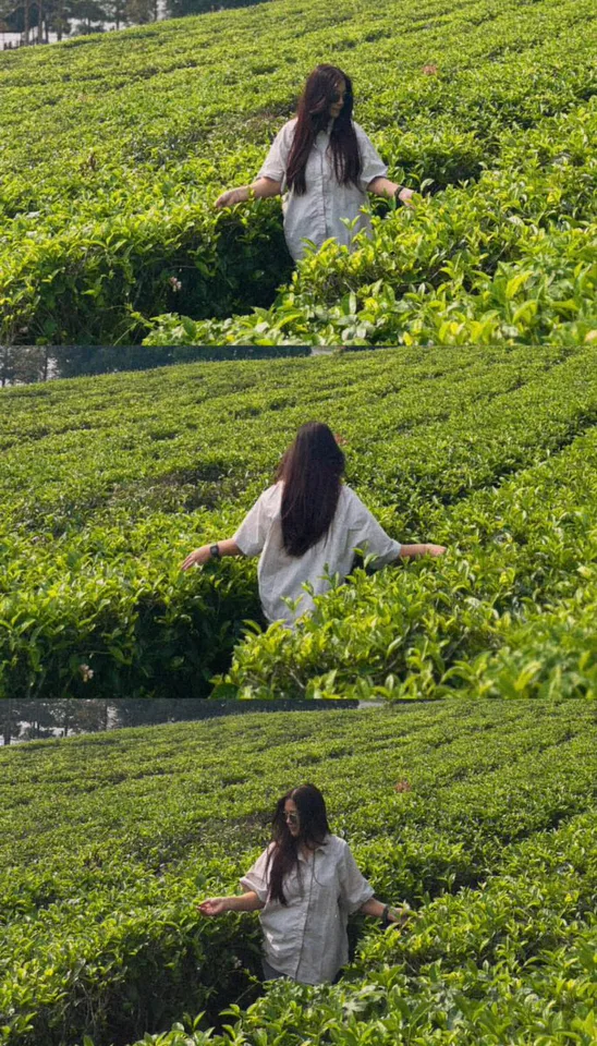 Tea Estate Storybook Collage